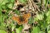Boloria dia